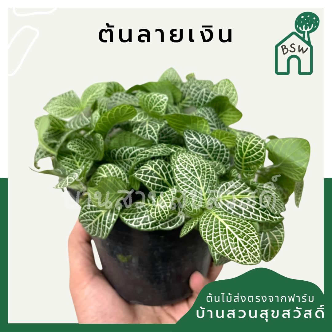 ลายเงิน (Callisia Repens) ไม้มงคลในกระถางพร้อมตั้ง