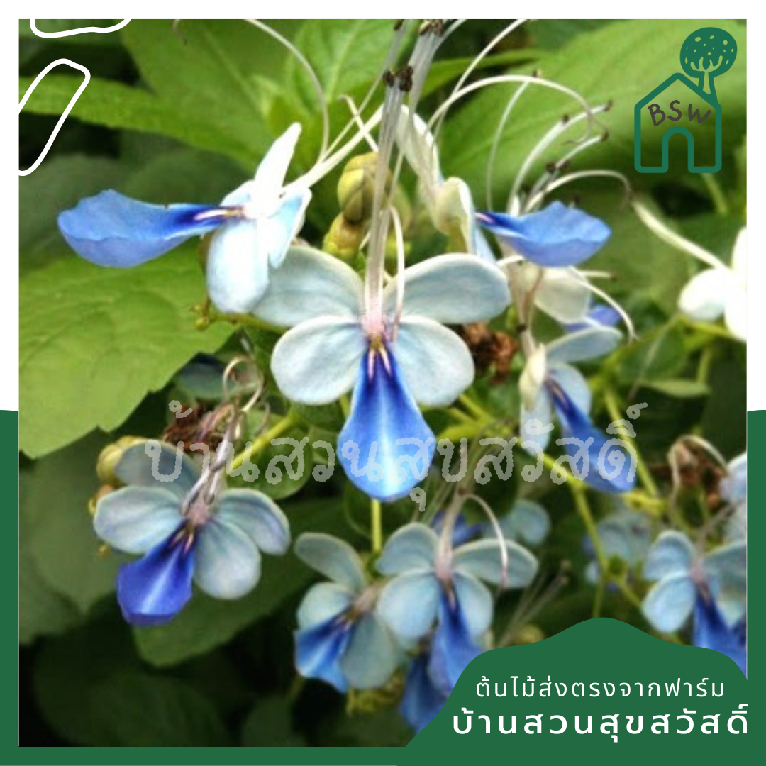ต้นผีเสื้อ กระถาง 11 นิ้ว ไม้แดด ต้นใหญ่สวยมาก ออกดอกตลอดปี