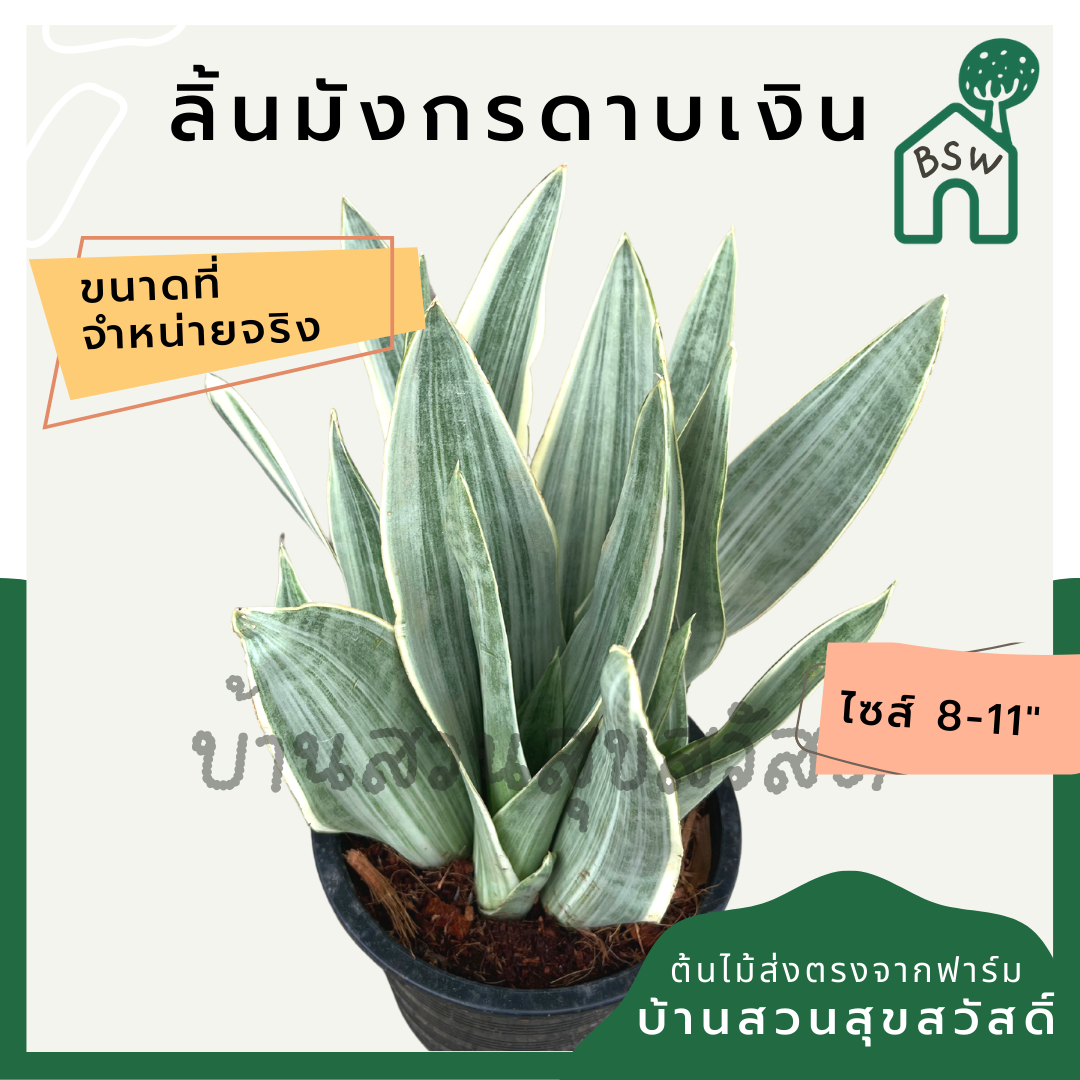 ลิ้นมังกรดาบเงิน ฟอร์มกอ กระถาง 5-6 นิ้ว เป็นไม้แดด ต้นไม้มินิมอล ช่วยฟอกอากาสได้ดี