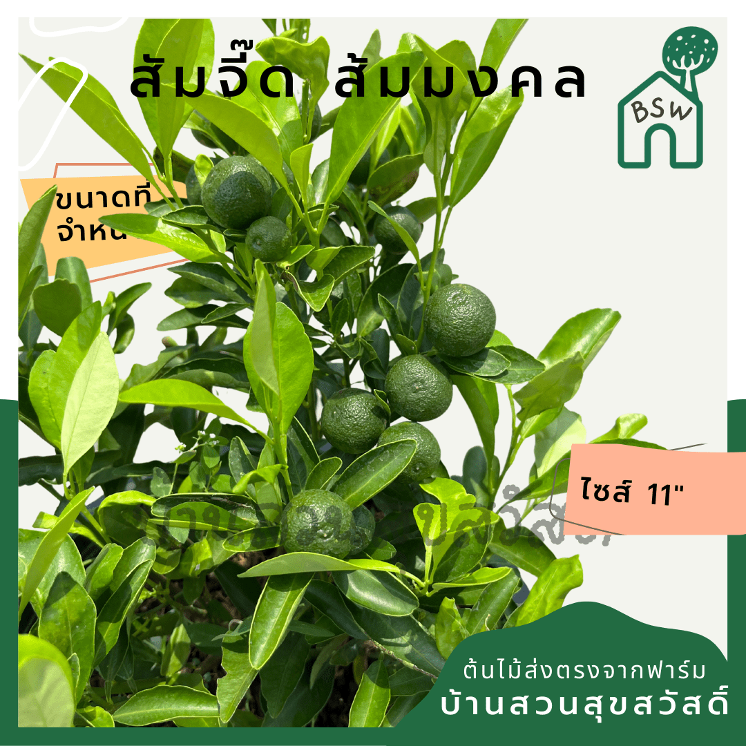 ส้มจี๊ด (Citrus Japonica) ไม้ผลในกระถาง 11 นิ้ว - Pamathegardener