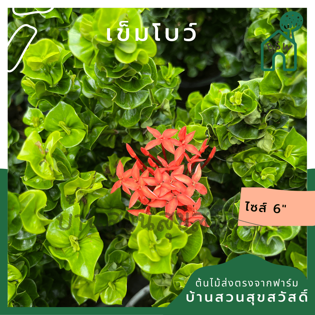 เข็มโบว์ (Clerodendrum Paniculatum) ไม้ดอกมงคลในกระถาง 6 นิ้ว - Pamathegardener
