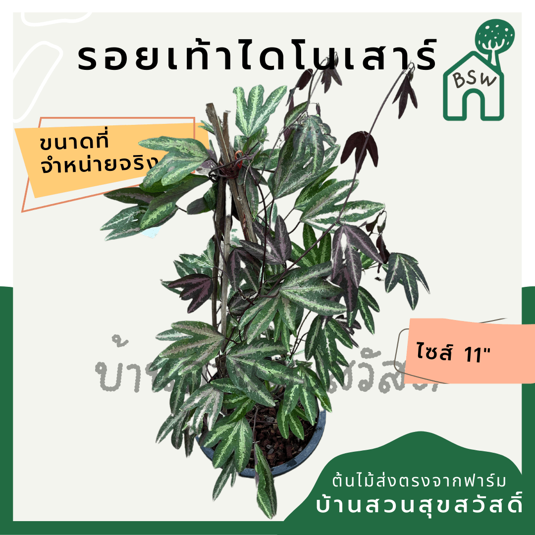 รอยเท้าไดโนเสาร์ (Colocasia Esculenta) ไม้ใบใหญ่ในกระถาง 11 นิ้ว - Pamathegardener