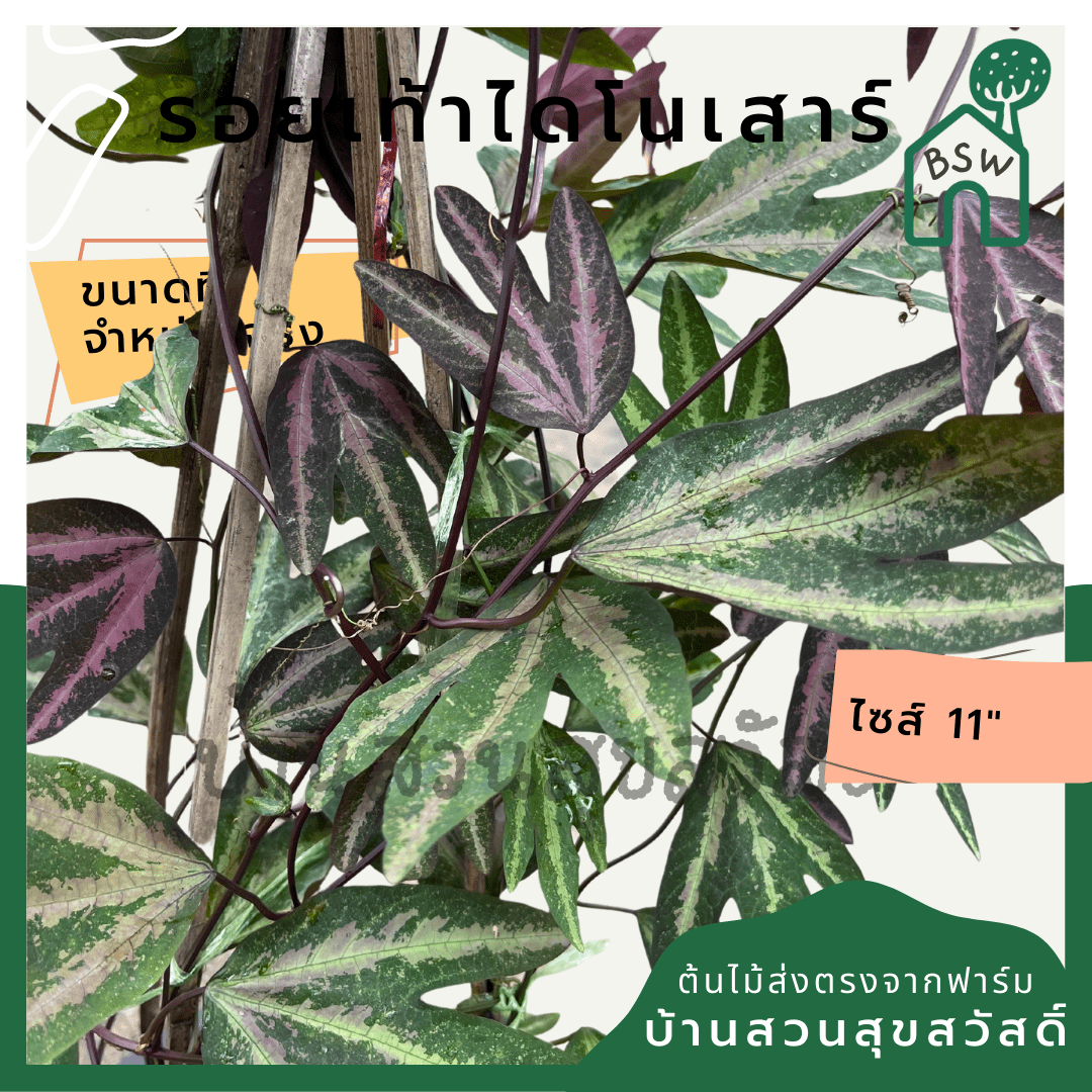 รอยเท้าไดโนเสาร์ (Colocasia Esculenta) ไม้ใบใหญ่ในกระถาง 11 นิ้ว - Pamathegardener