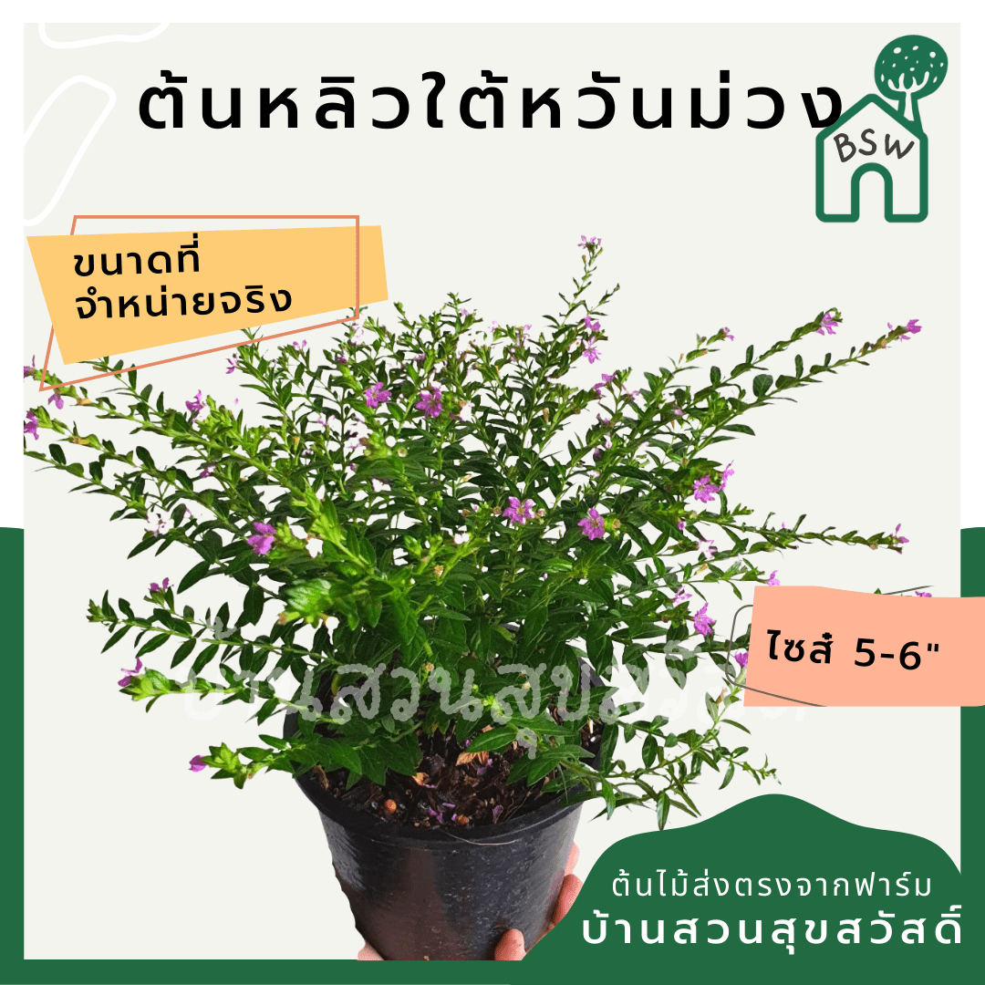 หลิวไต้หวัน (Cuphea Hyssopifolia) ไม้ดอกออกแดดในกระถาง 6 นิ้ว - Pamathegardener
