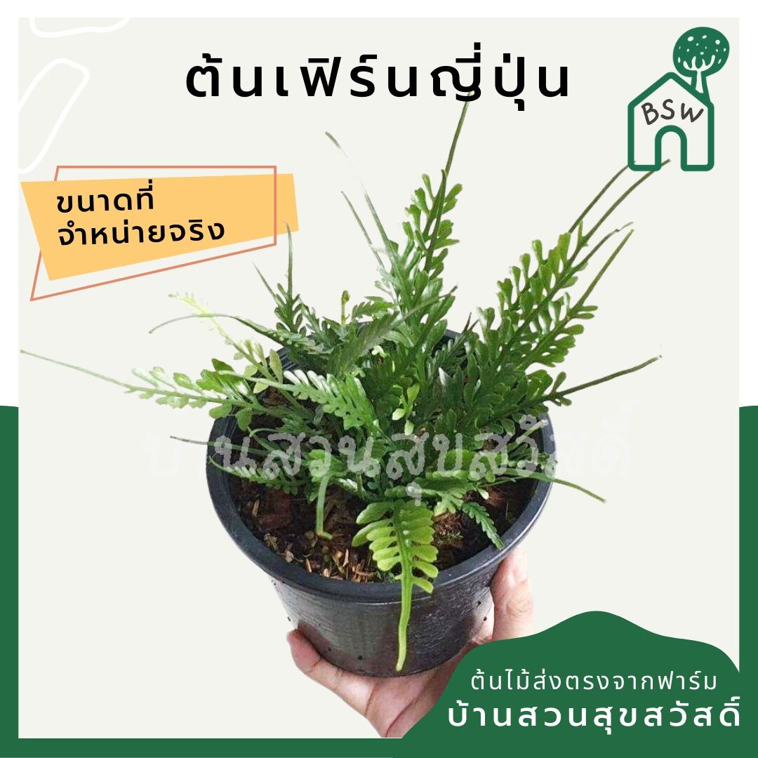 เฟิร์นญี่ปุ่น (Cyrtomium Falcatum) ไม้ใบสวยในกระถางพร้อมตั้ง - Pamathegardener