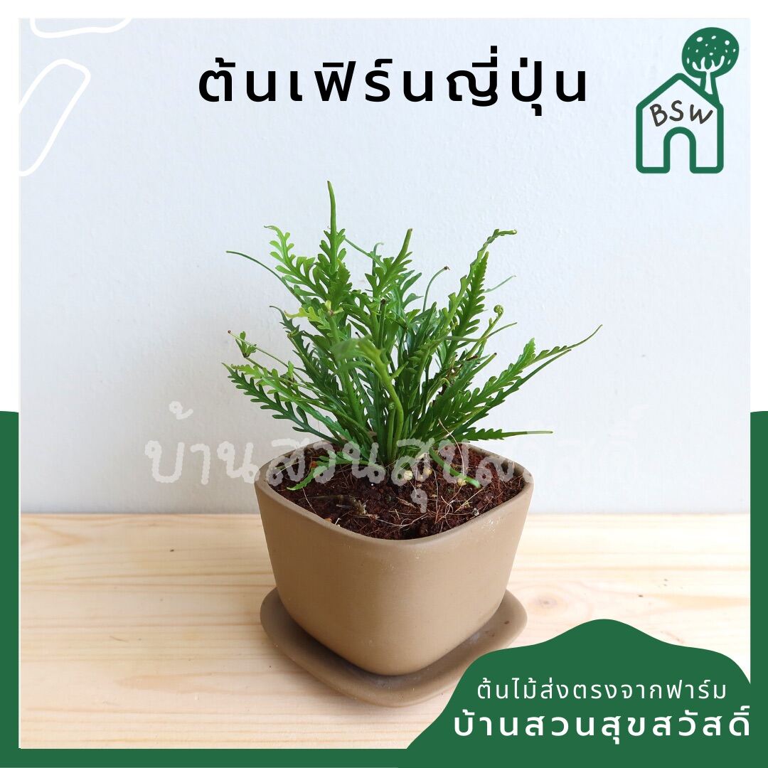เฟิร์นญี่ปุ่น (Cyrtomium Falcatum) ไม้ใบสวยในกระถางพร้อมตั้ง - Pamathegardener