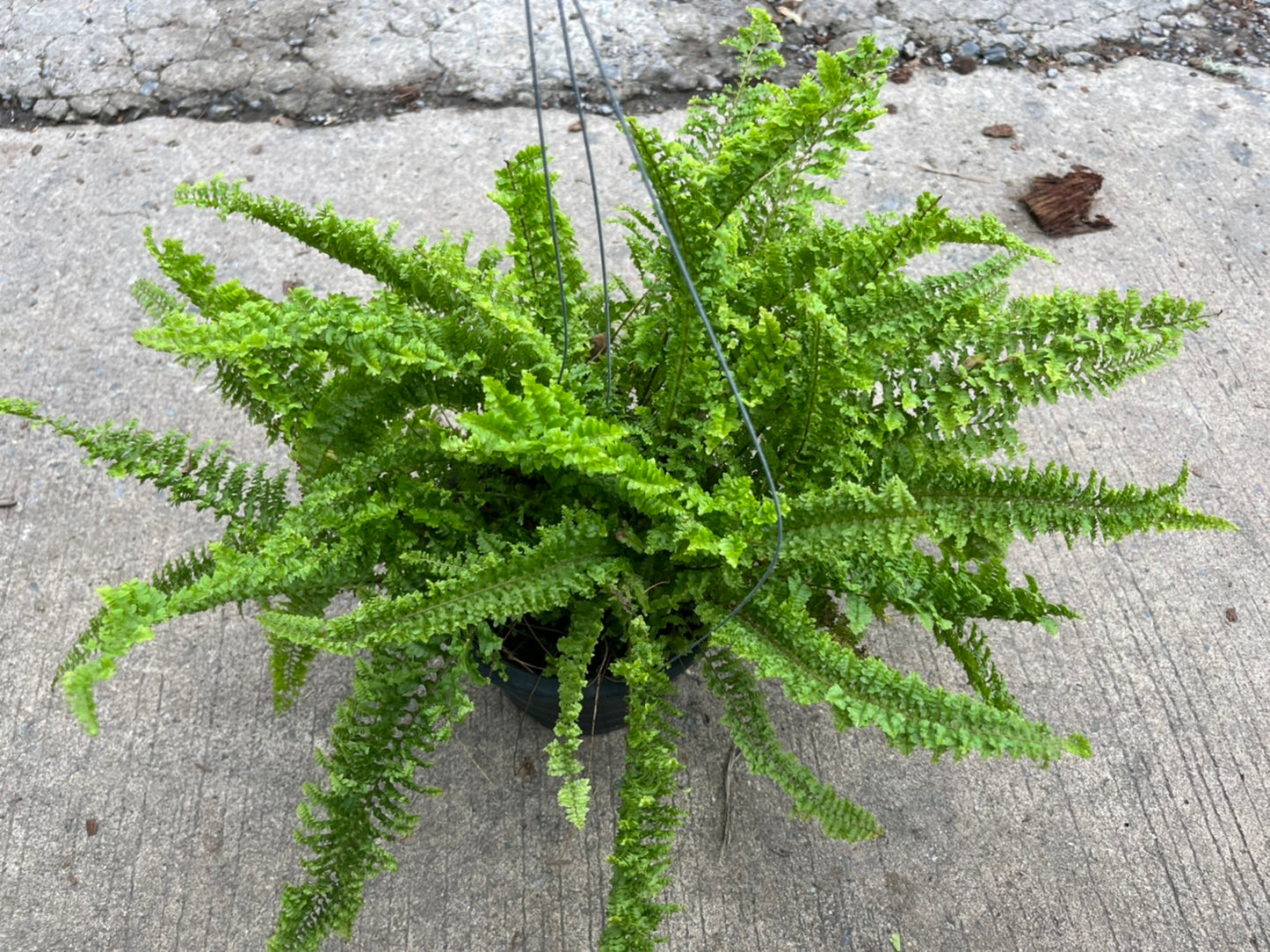Fern เฟรินขนนก กระถาง 8 นิ้ว