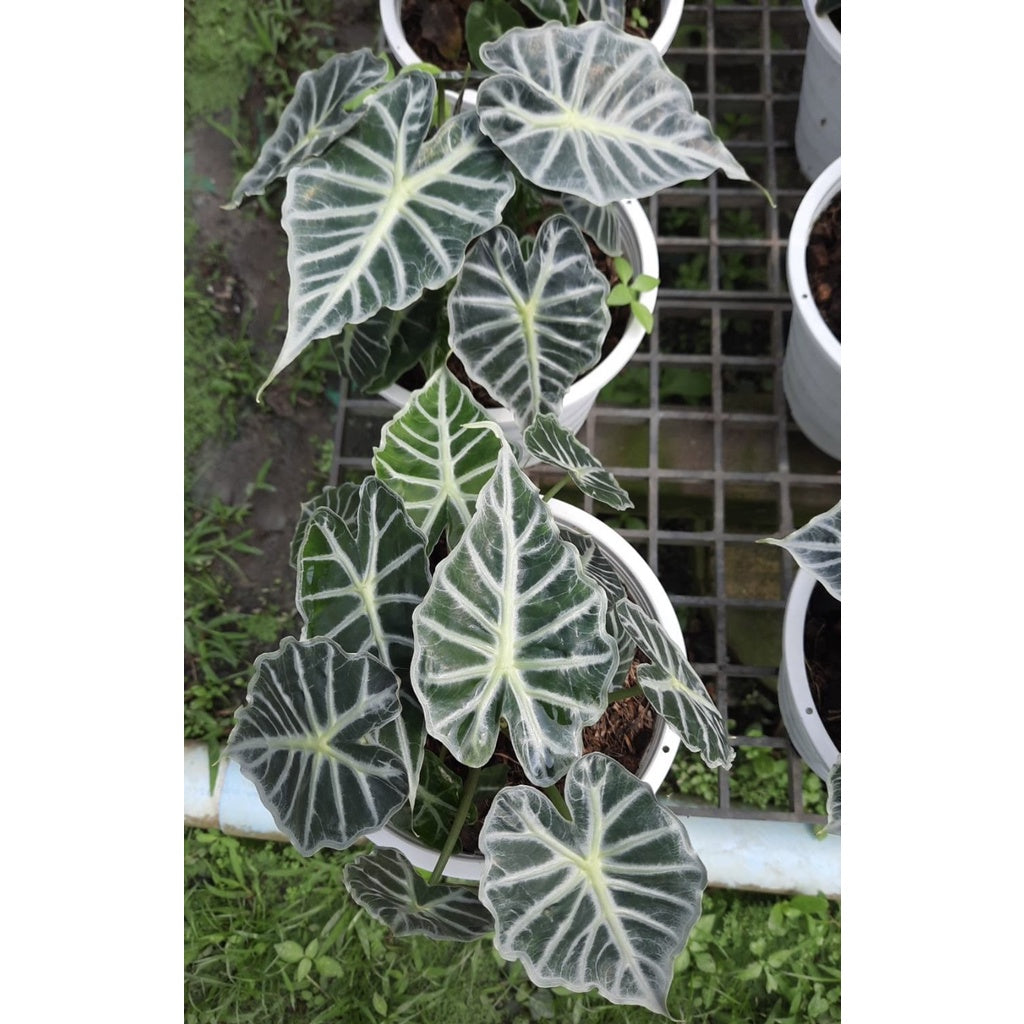 แก้วพาราซอล (Alocasia Parasol) ไม้ใบสวยในกระถาง 5-8 นิ้ว