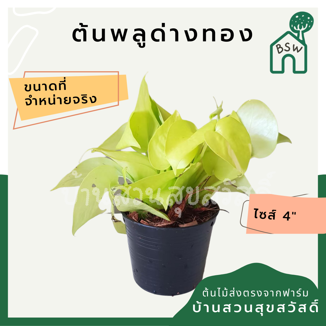 พลูด่างทอง (Golden Pothos) ไม้เลื้อยฟอกอากาศยอดนิยมในกระถาง