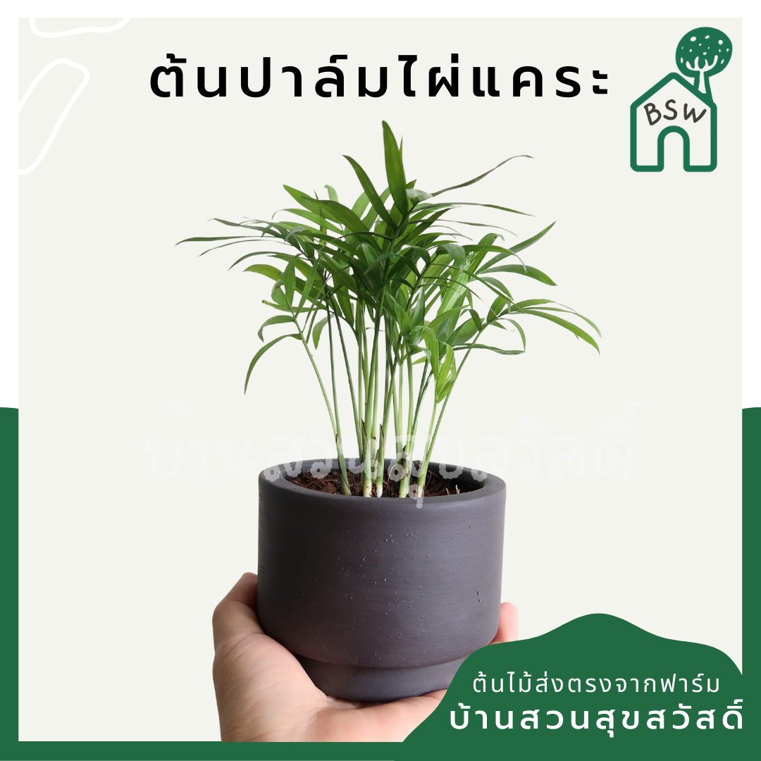 ปาล์มไผ่ (Chamaedorea Seifrizii) ไม้ฟอกอากาศในกระถาง 4 นิ้ว