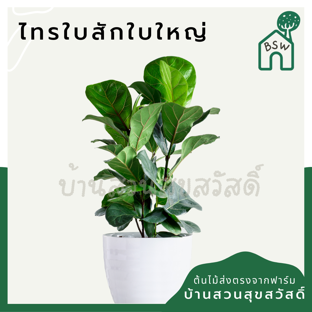 ต้นไทรใบสัก มาในกระถางพร้อมตั้ง