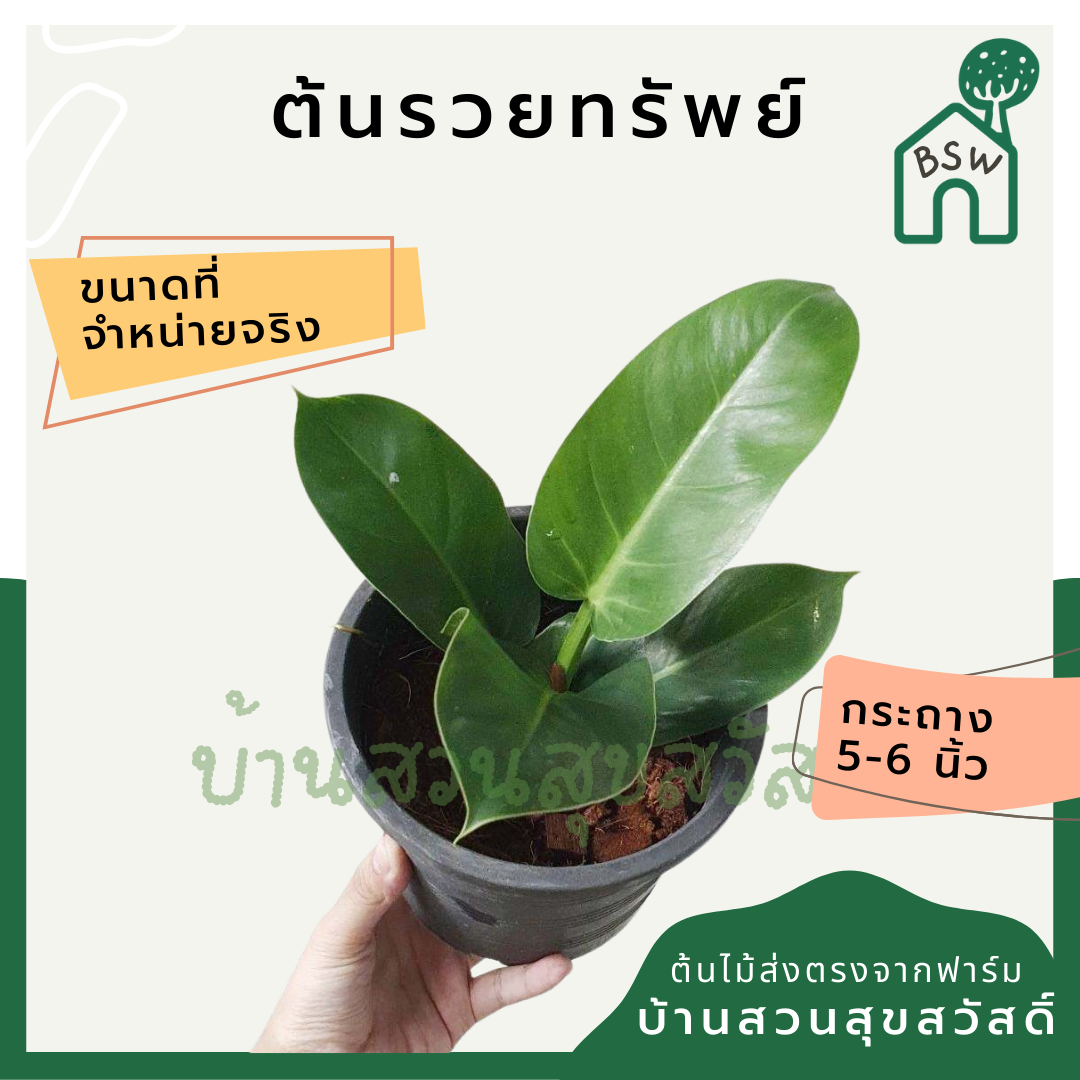 รวยทรัพย์ (Philodendron 'Ruay Sap') ไม้มงคลในกระถางพร้อมตั้ง