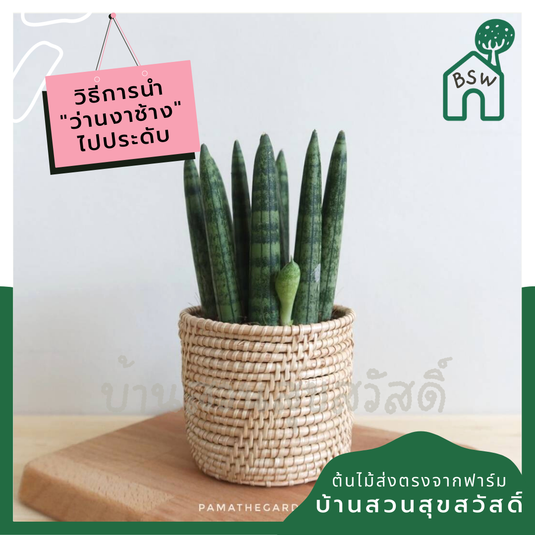 ว่านงาช้างบอนเซล (Sansevieria Boncellensis) ไม้ฟอกอากาศทรงสวย