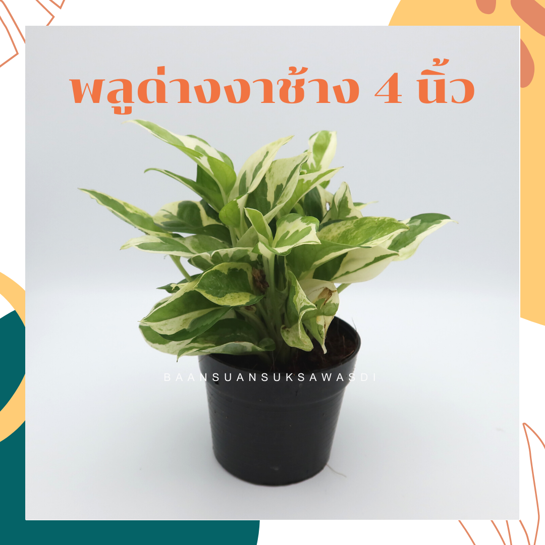 พลูด่างงาช้าง (Epipremnum Aureum 'Neon') ไม้ฟอกอากาศรากแน่นในกระถาง 4 นิ้ว