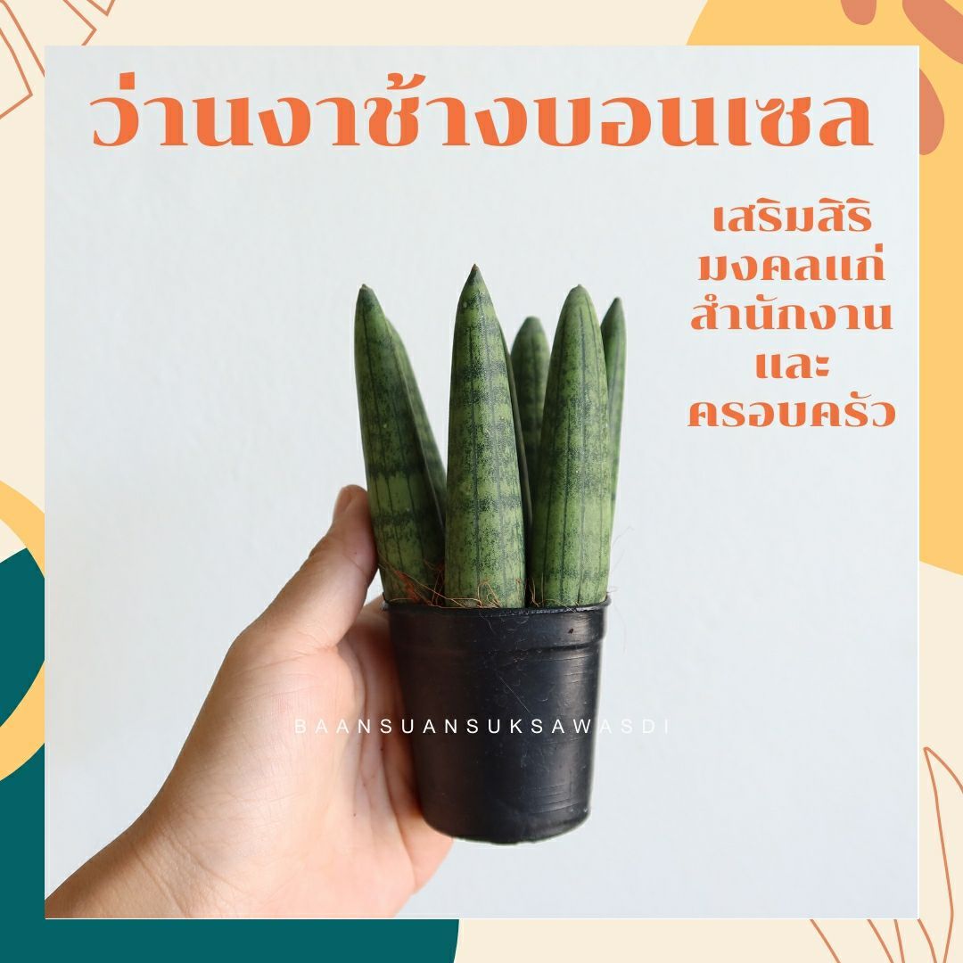 ว่านงาช้างบอนเซล (Sansevieria Boncellensis) ไม้ฟอกอากาศทรงสวย