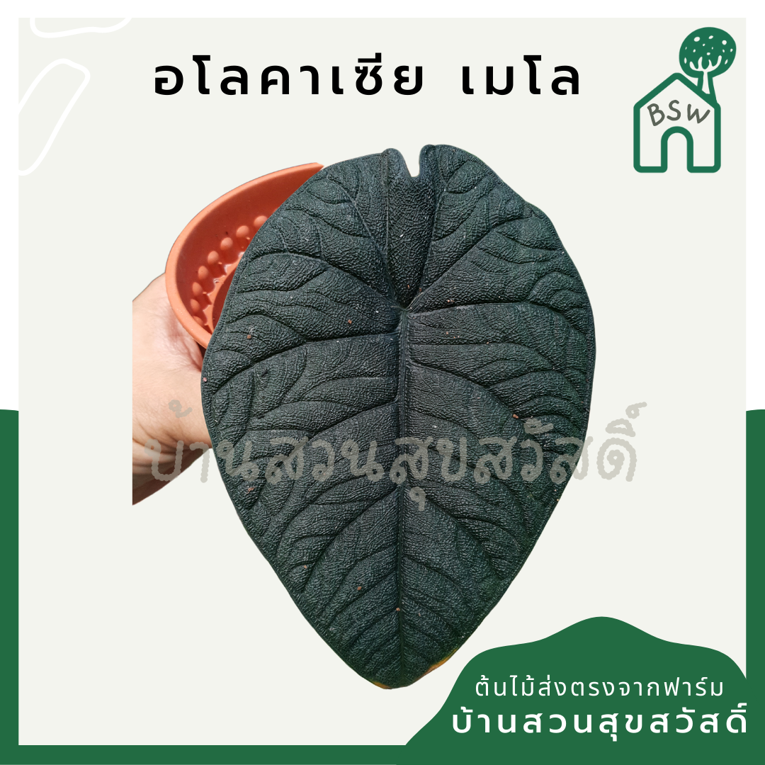 อโลคาเซียเมโล (Alocasia Melo) ไม้ใบหนาในกระถางพร้อมตั้ง