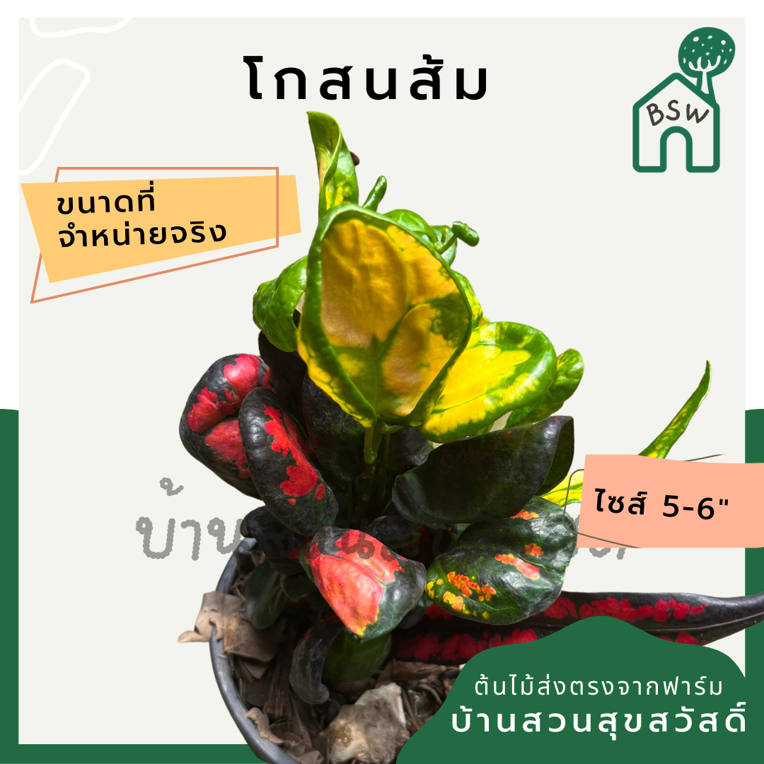 โกสนส้ม กระถาง 5-6 นิ้ว ต้นโกสน เป็นไม้แดด ไม้ด่างสวย ใบสีสันสดใส
