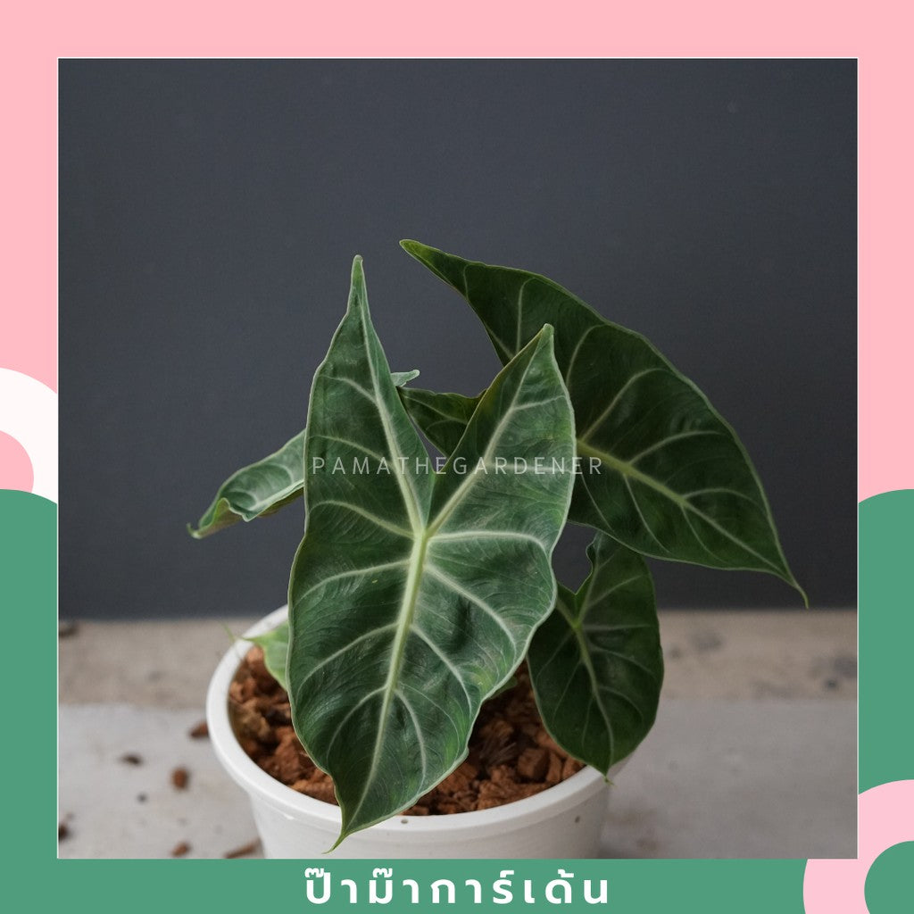 แก้วสารพัดนึกก้านชมพู (Alocasia Pink Dragon) ไม้มงคลในกระถางพร้อมตั้ง
