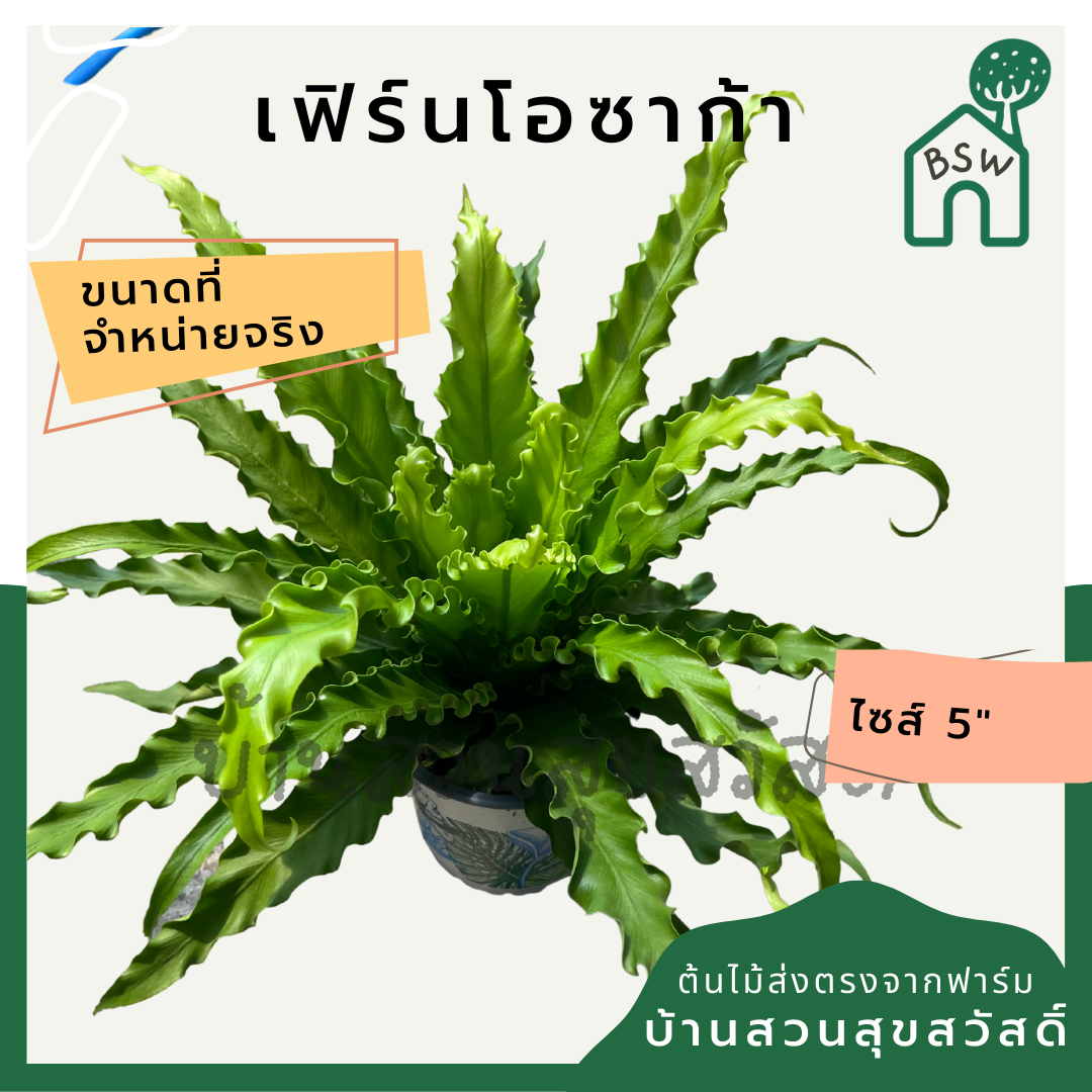 ต้นเฟิร์นโอซาก้า กระถาง 5-6 นิ้ว มาในกระถางพร้อมตั้ง