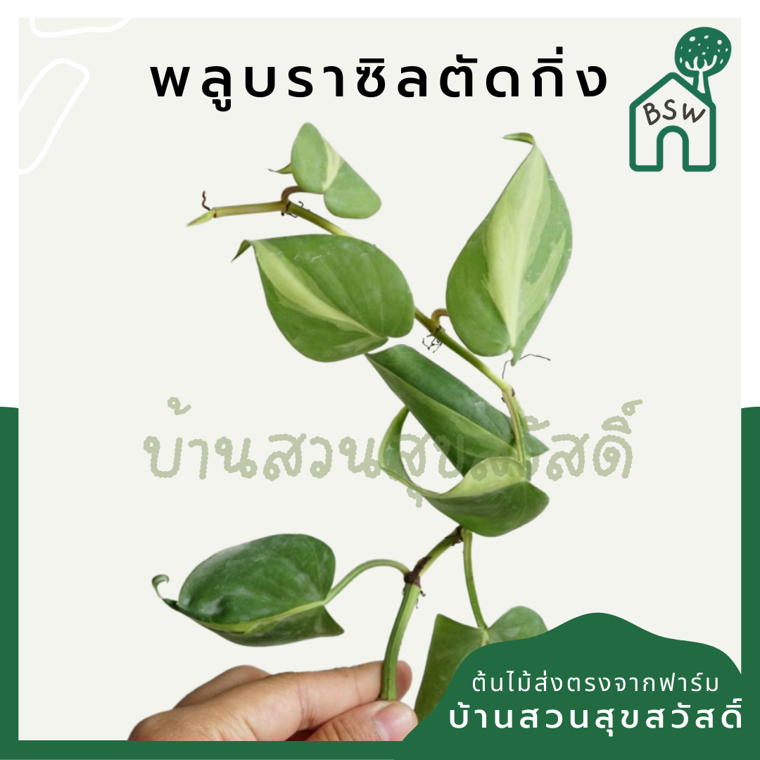 พลูด่าง (Epipremnum Aureum) ไม้ตัดกิ่งราคาย่อมเยา