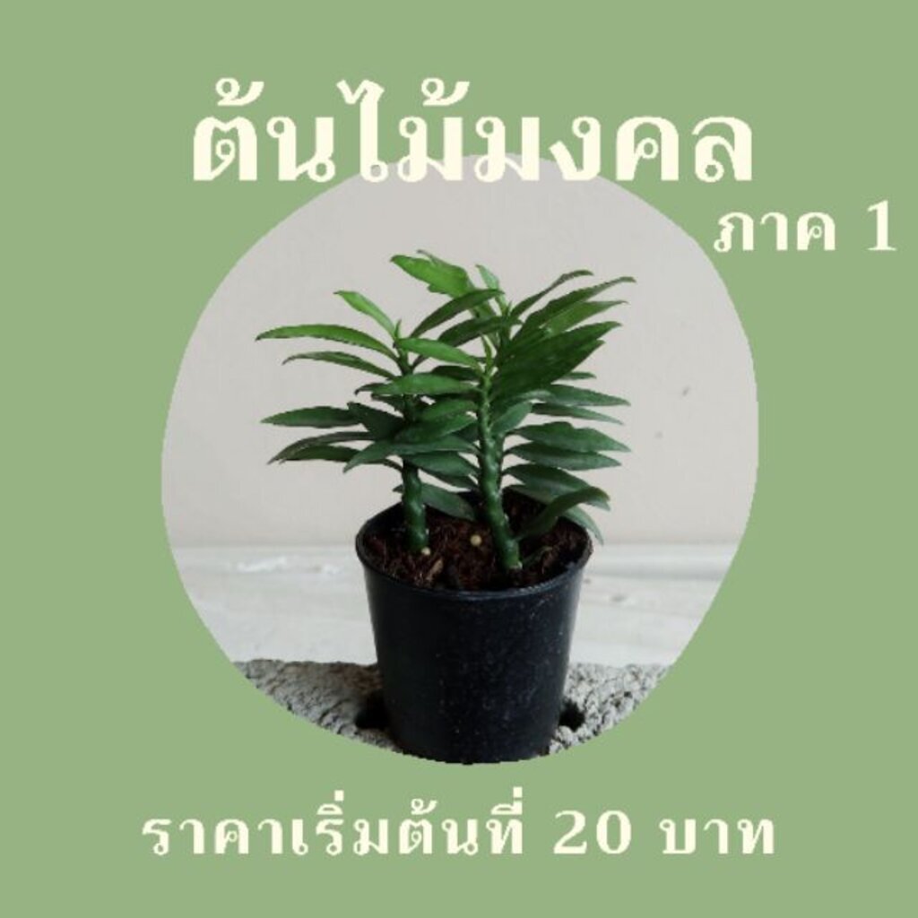 ต้นไม้มงคล ไม้ฟอกอากาศ ต้นใหญ่ รากแน่น ต้นไม้เสริมดวง
