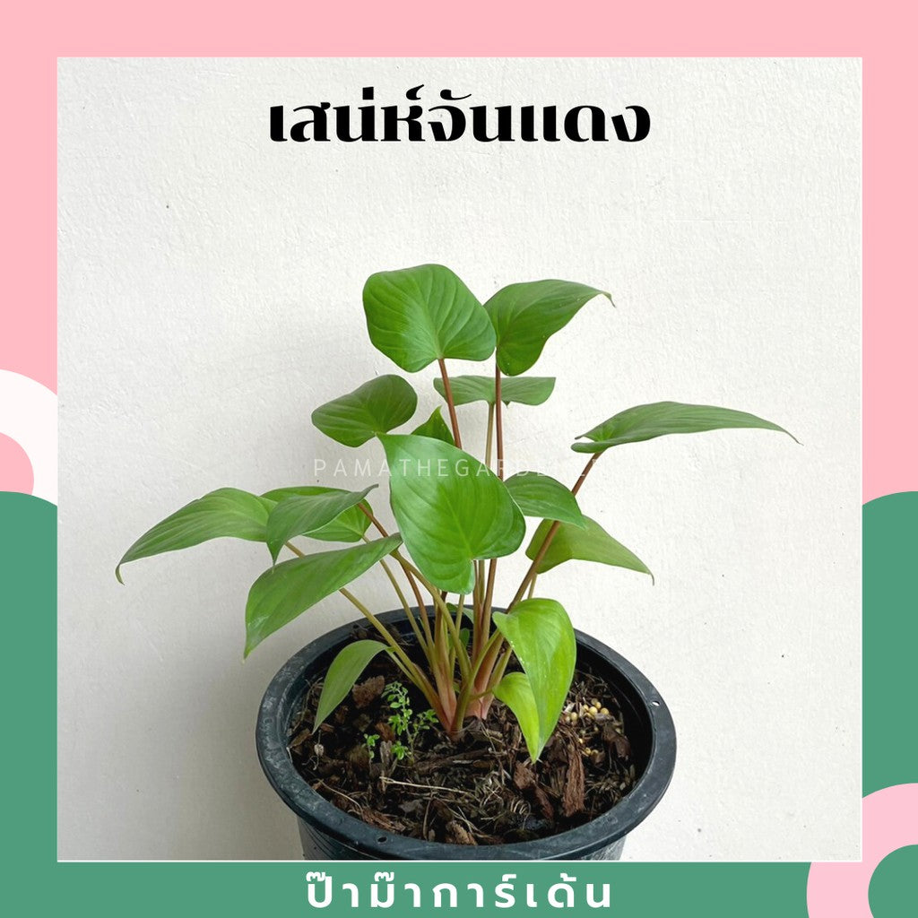 ต้นเสน่ห์จันทร์แดง ในกระถางพร้อมตั้ง