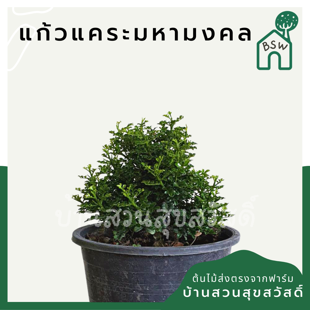 แก้วแคระมหามงคล (Murraya Paniculata) ไม้ดอกหอมในกระถาง 4 นิ้ว