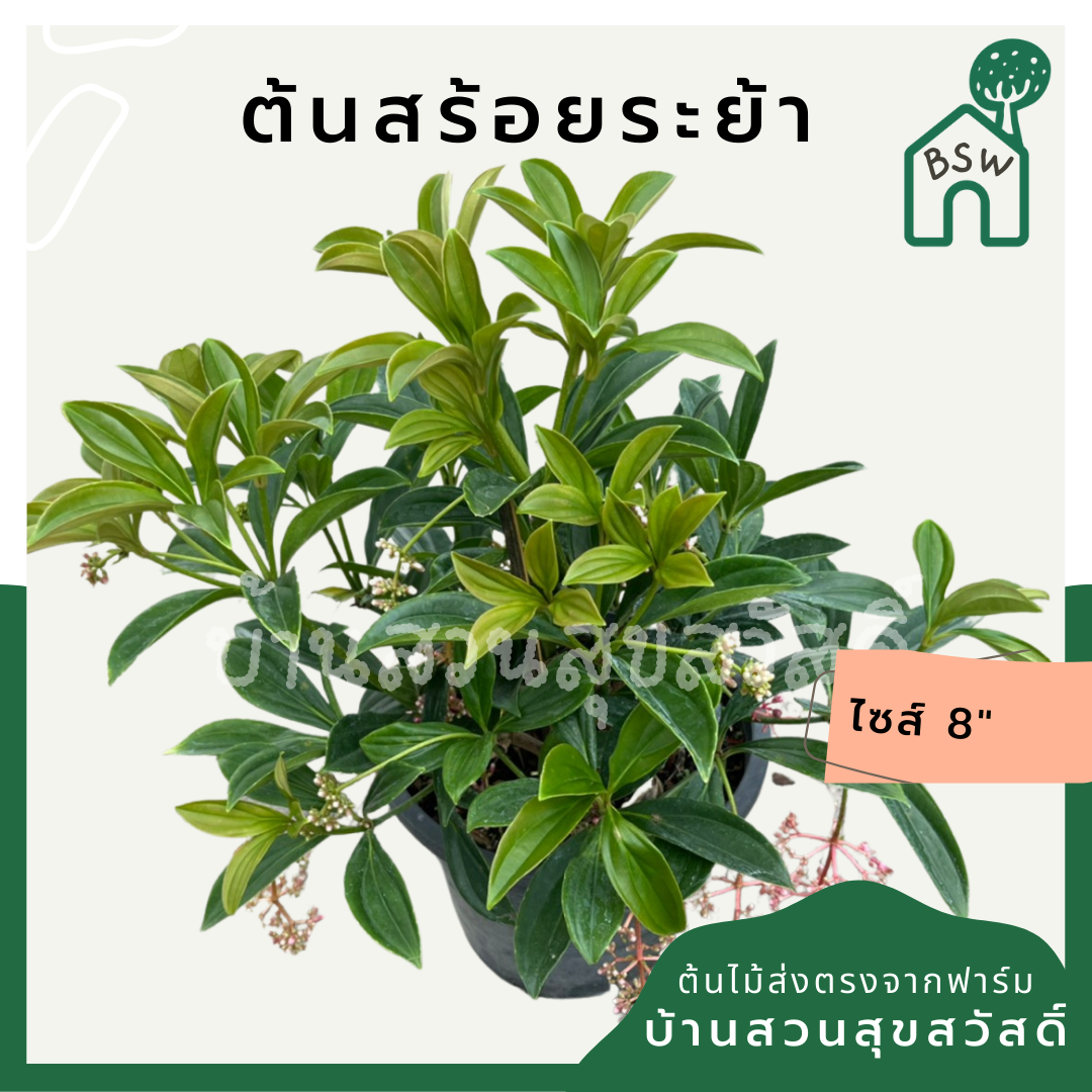 สร้อยระย้า (Russelia Equisetiformis) ไม้ดอกในกระถาง 11 นิ้ว