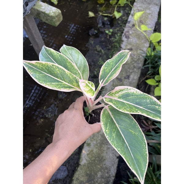 รวมอโกลนีม่า Aglonema