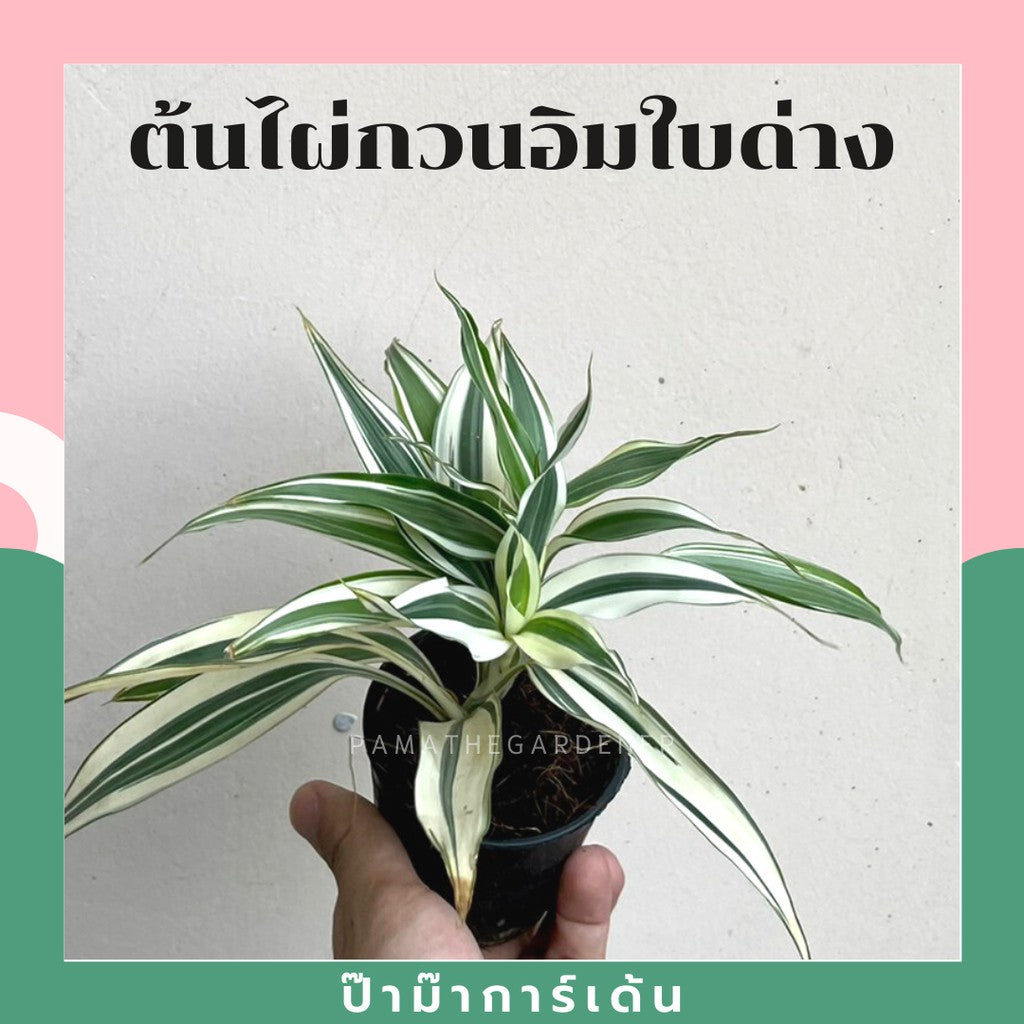 ต้นไม้มงคล ไม้ฟอกอากาศ ต้นใหญ่ รากแน่น ต้นไม้เสริมดวง