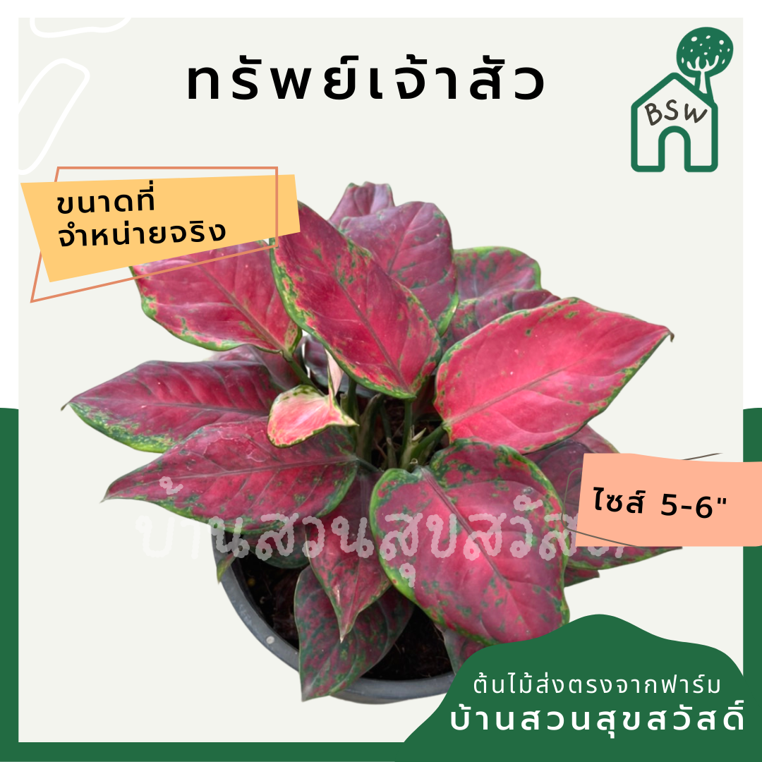 ต้นบารมีเจ้าสัว ต้นทรัพย์เจ้าสัว มาในกระถางพร้อมตั้ง อโกลนีมา