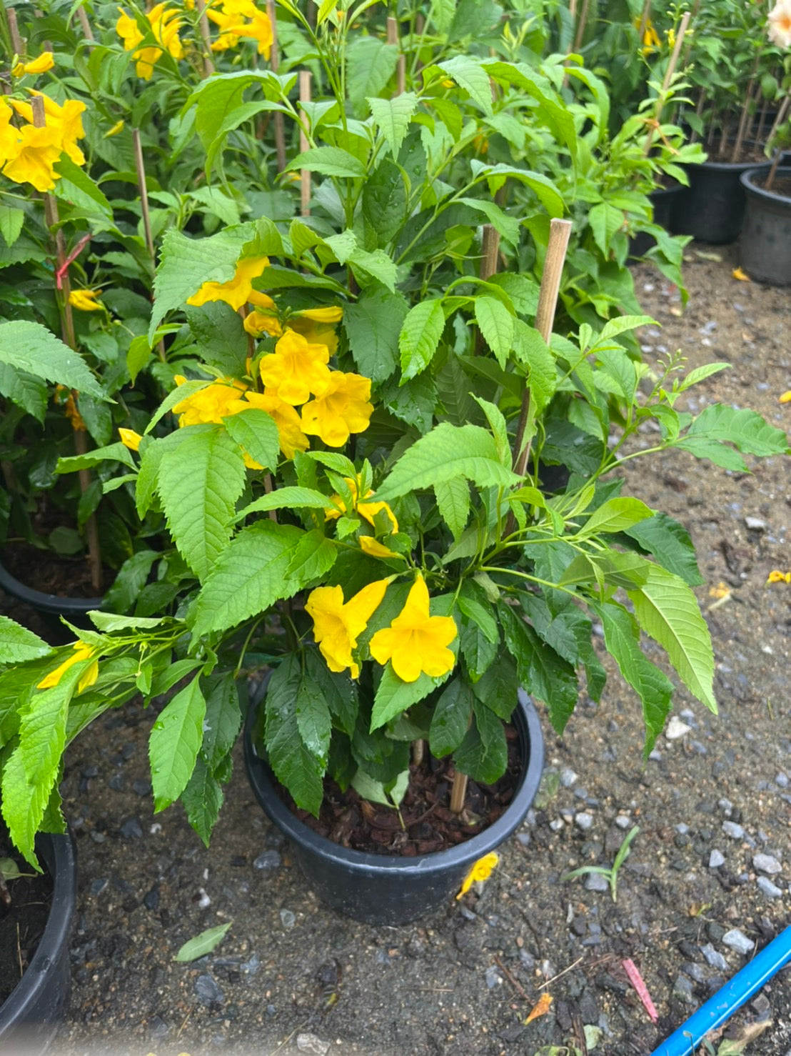 ทองอุไร (Tecoma Stans) ไม้ดอกออกแดดในกระถาง 8 นิ้ว