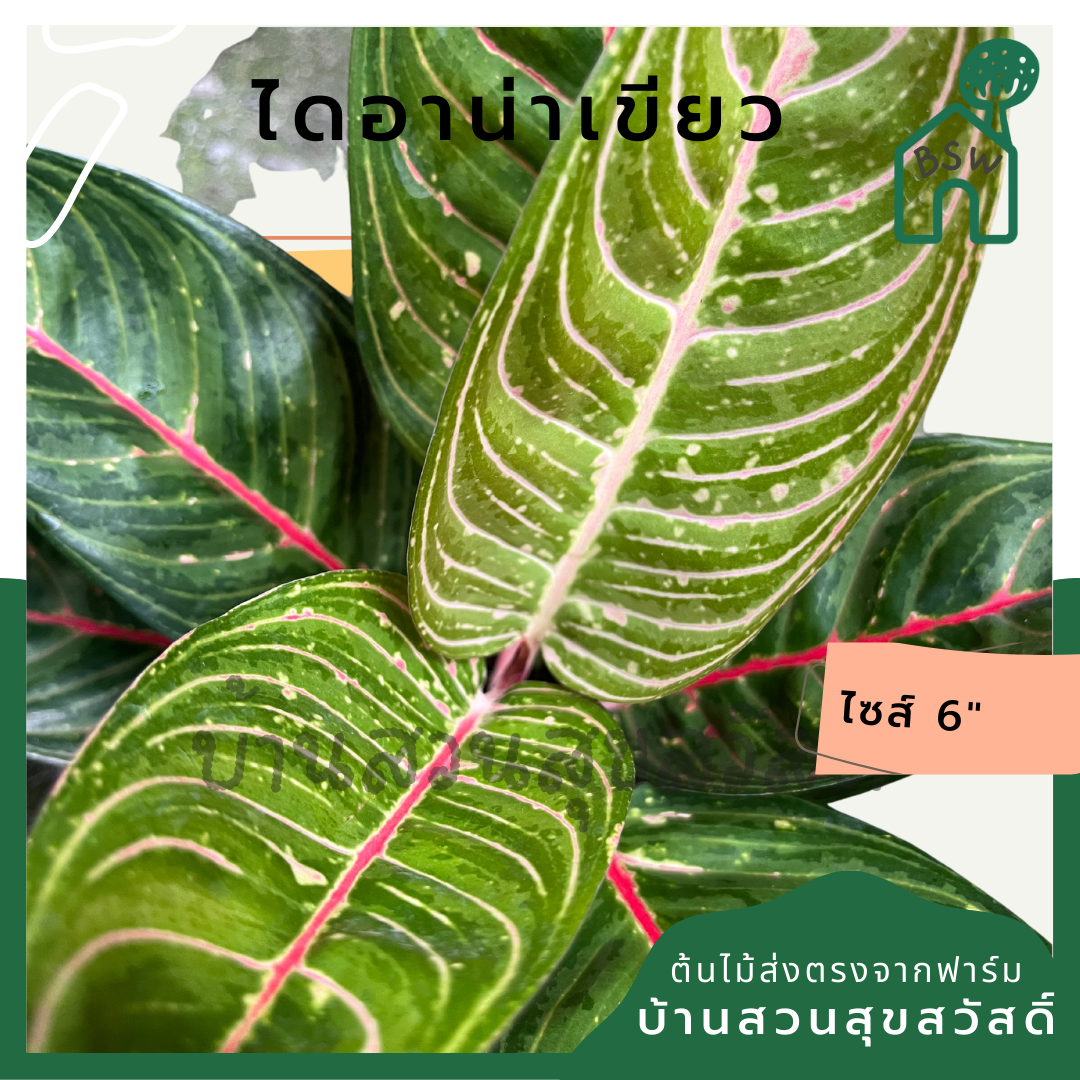 ไดอาน่าเขียว กระถาง 5-6 นิ้ว อโกลนีมา ด่างแบบโดดเด่น aglaonema ไม้แรร์