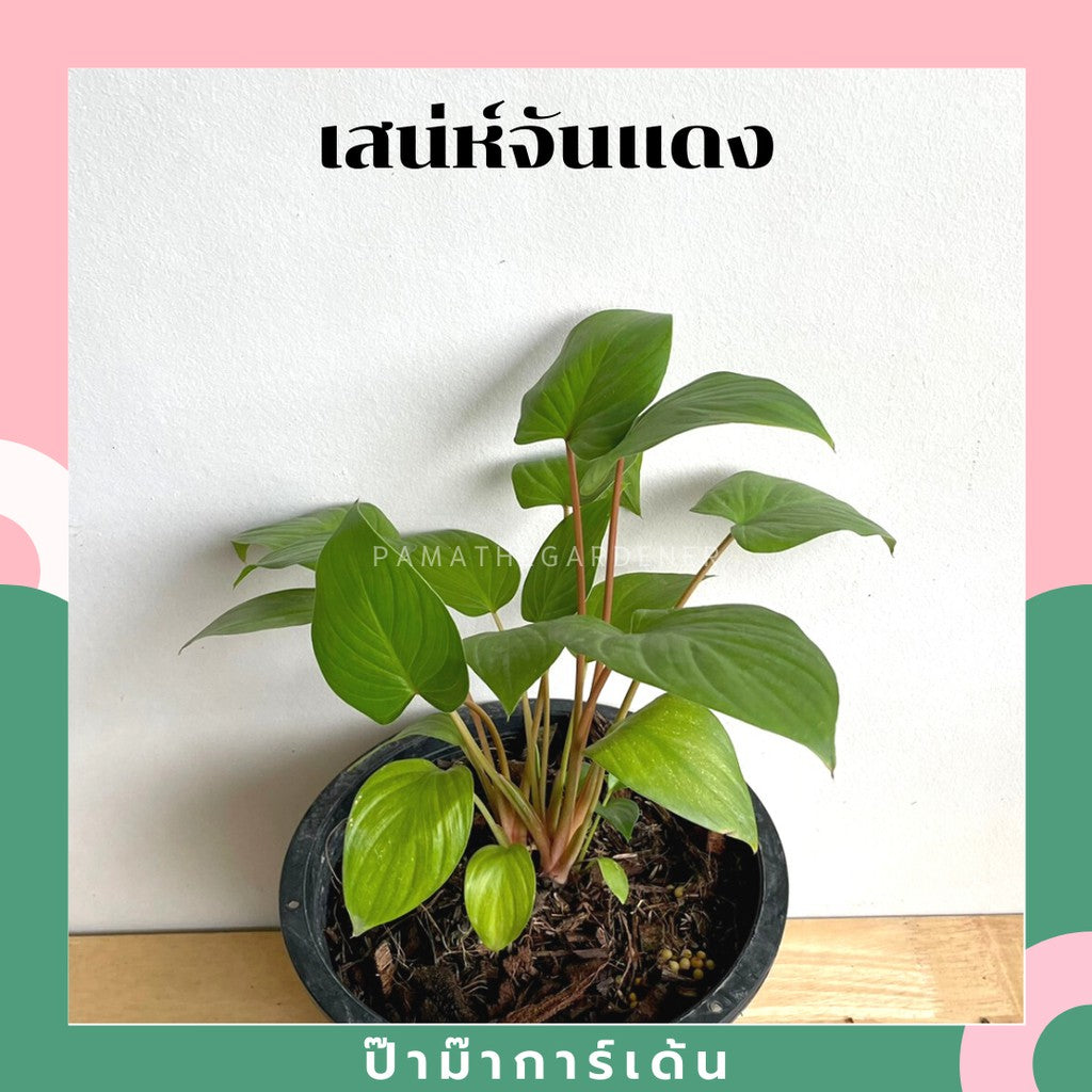 ต้นเสน่ห์จันทร์แดง ในกระถางพร้อมตั้ง