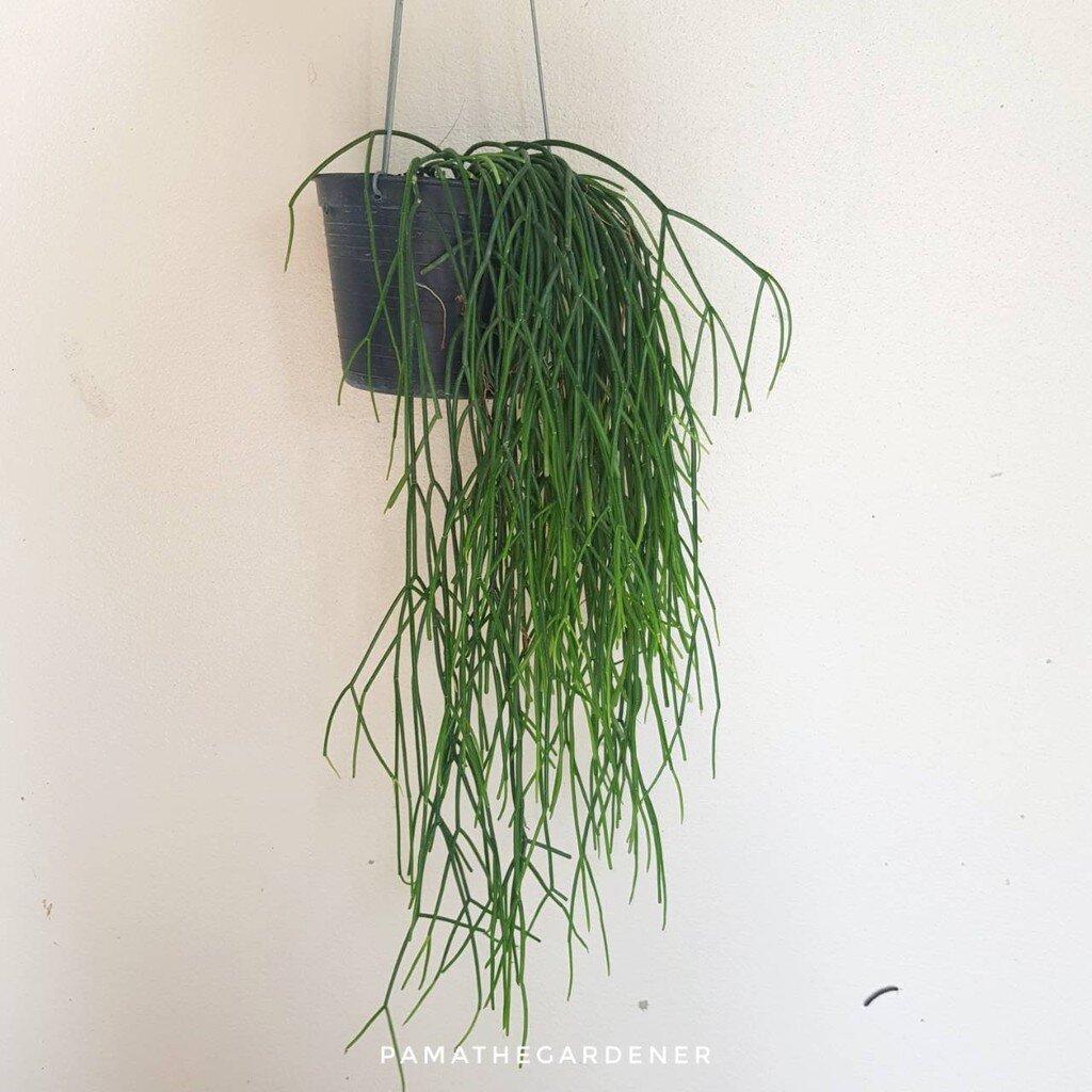 ริพซาลิส สายฝน ในกระถาง 4 นิ้ว Rhipsalis Burchellii
