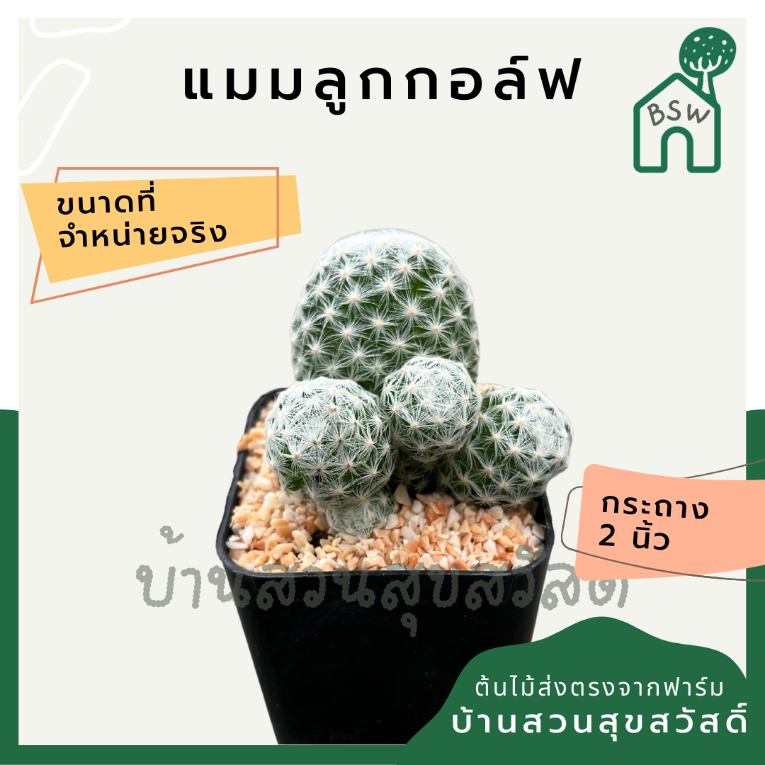 แคคตัสแมมลูกกอล์ฟ (Mammillaria) กระบองเพชรในกระถางพร้อมตั้ง