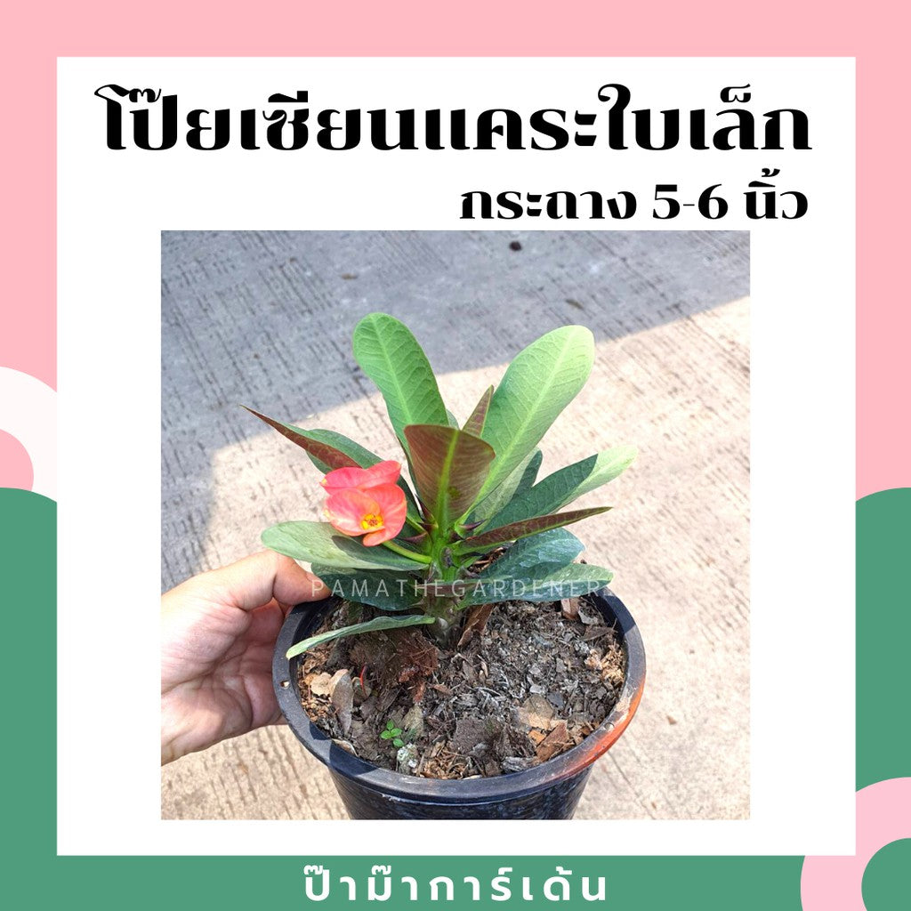 ต้นโป๊ยเซียนแคระ ในกระถาง 5-6 นิ้ว ไม้แดด ออกดอกตลอดปี