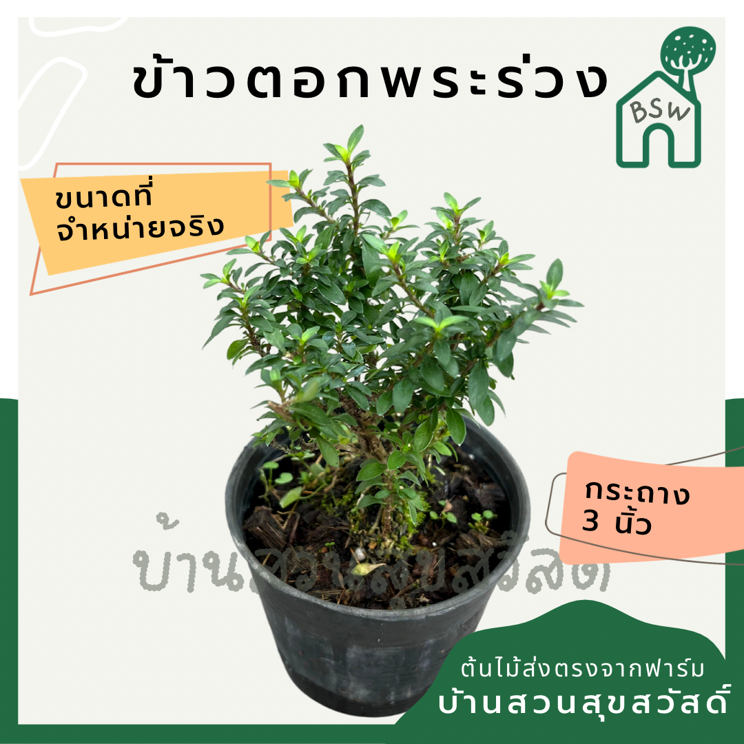 ข้าวตอกพระร่วง (Thryallis Glauca) บอนไซในกระถางพร้อมตั้ง