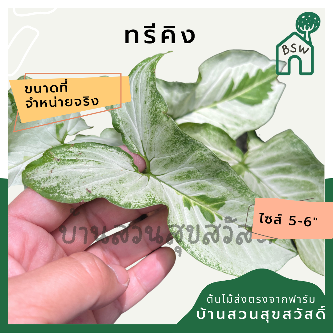ซิงโกเนียมทรีคิง (Syngonium Three Kings) กระถาง 5-6 นิ้ว