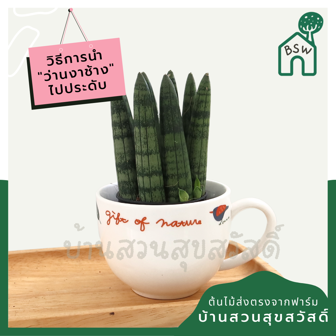 ว่านงาช้างบอนเซล (Sansevieria Boncellensis) ไม้ฟอกอากาศทรงสวย