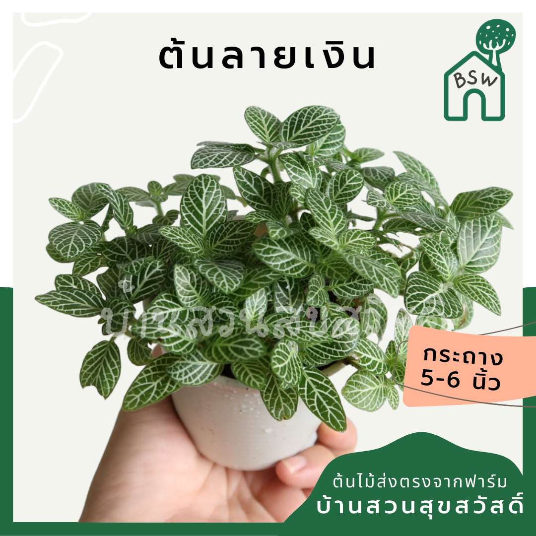 ลายเงิน (Callisia Repens) ไม้มงคลในกระถางพร้อมตั้ง