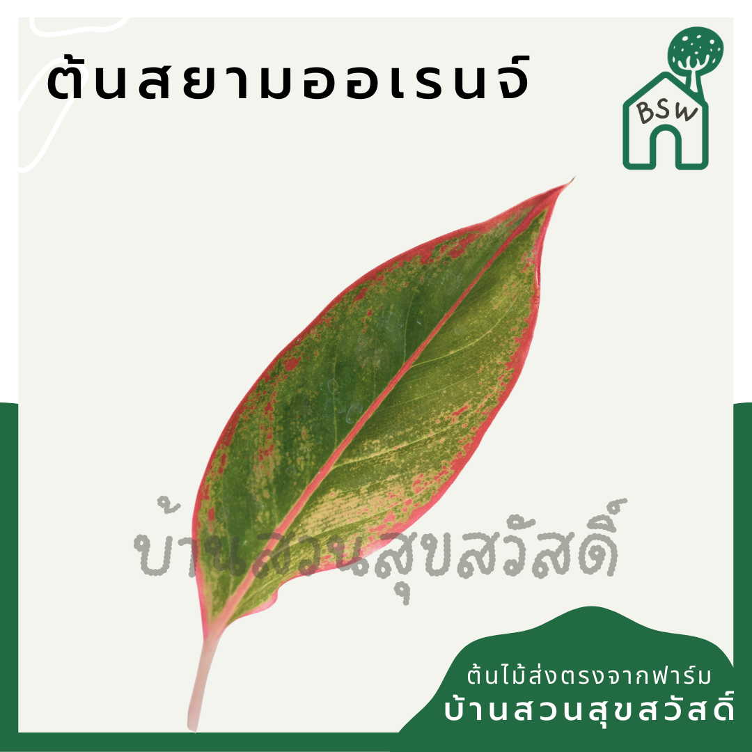 ทรัพย์สีทอง (Aglaonema) ไม้มงคลเรียกทรัพย์ในกระถาง 5-6 นิ้ว