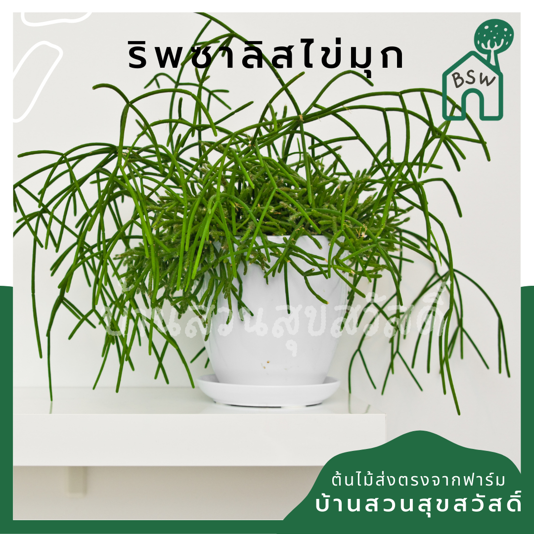 ริพซาลิส ไข่มุก ในกระถาง 4 นิ้ว Mistletoe Cactus
