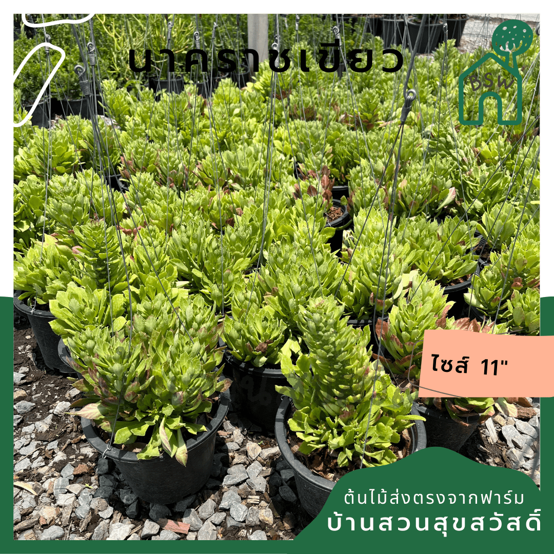 นาคราชเขียว (Dracaena) ไม้แดดจัดในกระถาง 8 นิ้ว - Pamathegardener