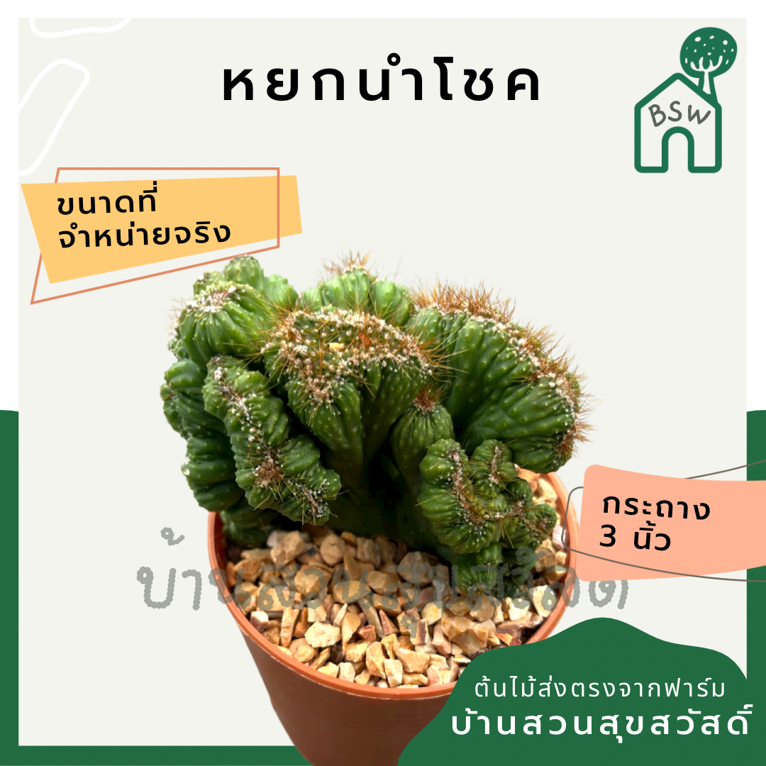 แคคตัสหยกนำโชค (Portulacaria Afra) กระบองเพชรในกระถางพร้อมตั้ง