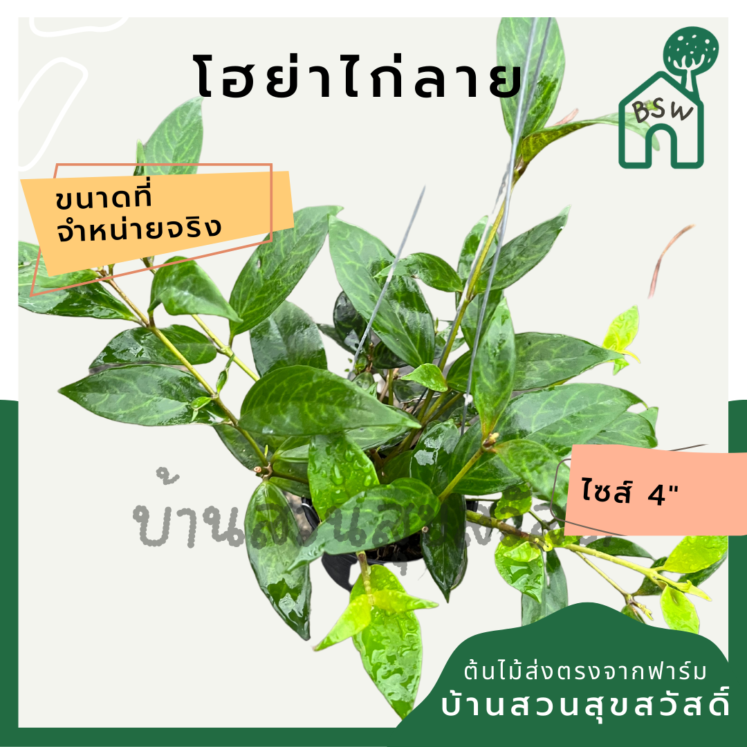 โฮย่าไก่ลาย โฮย่า ไก่ลาย มาในกระถางพร้อมตั้ง ไม้รำไรออกดอกสวย ออกดอกเก่ง