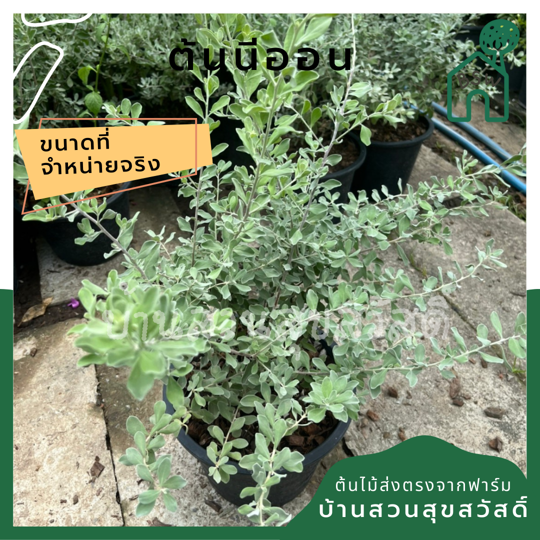 นีออน (Plectranthus Argentatus) ไม้ใบกำมะหยี่ในกระถาง 11 นิ้ว