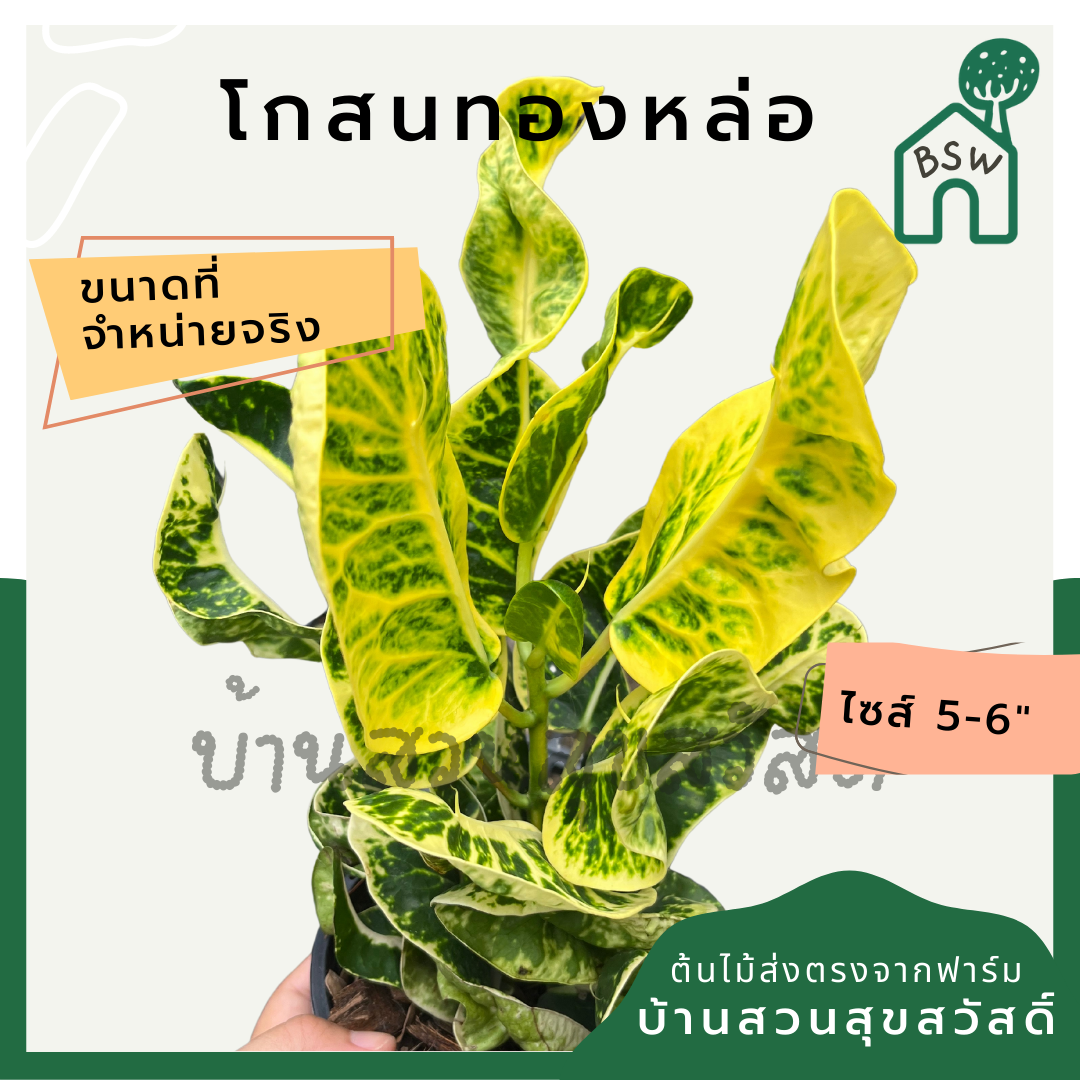 โกสนทองหล่อ กระถาง 5-6 นิ้ว ต้นโกสน เป็นไม้แดด ไม้ด่างสวย ใบสีสันสดใส