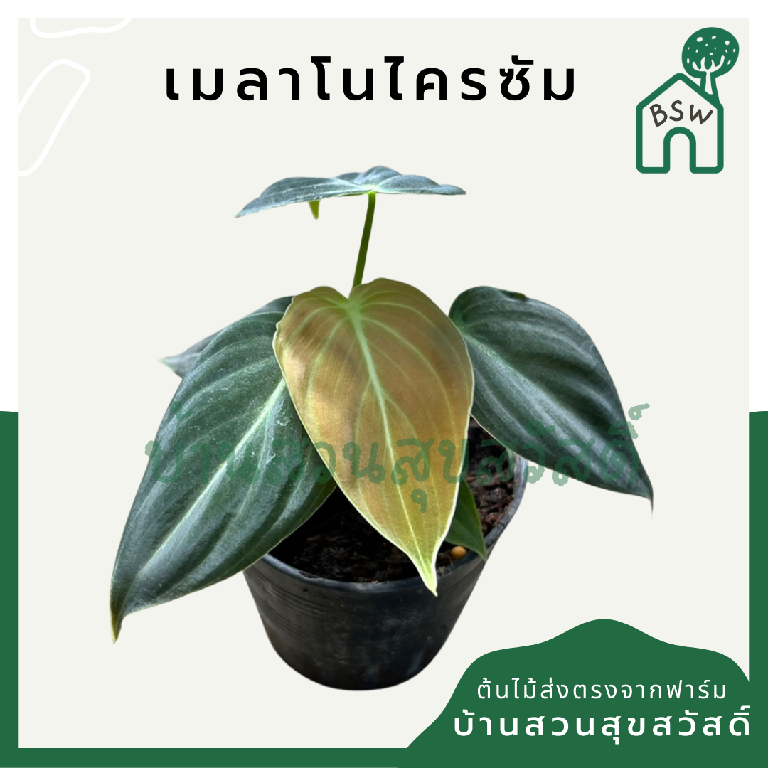 เมลาโนโครซัม (Philodendron Melanochrysum) ไม้ใบกำมะหยี่ในกระถางพร้อมตั้ง