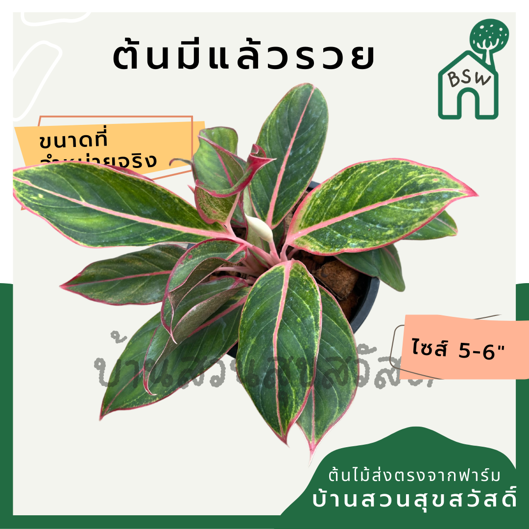 มีแล้วรวย กระถาง 5-6 นิ้ว ต้นมีแล้วรวย อโกลนีมา ด่างแบบโดดเด่น aglaonema